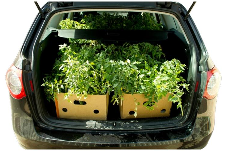 Load the plants
